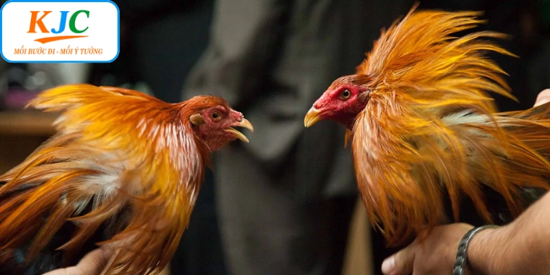 Ấn tượng khi theo dõi các trận đá gà Thomo KJC