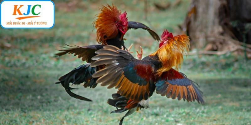 Các hình thức so tài trong hệ thống đá gà Thomo