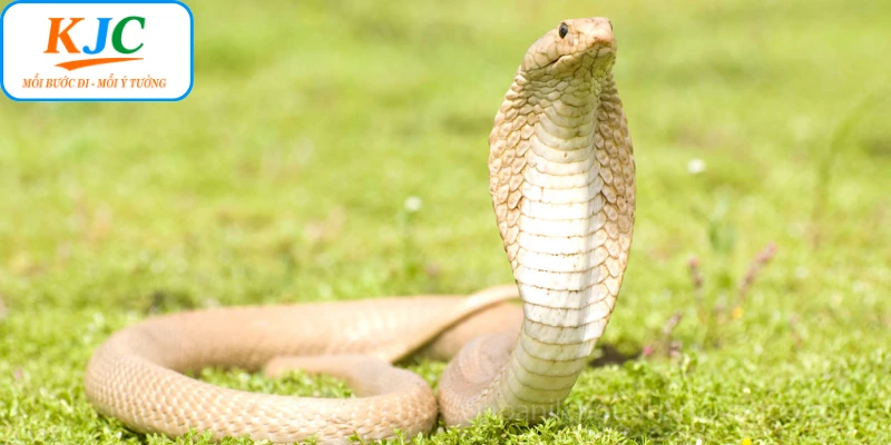 Mơ Thấy Rắn KJC